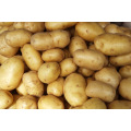 Fresh Potato Wholesale From China